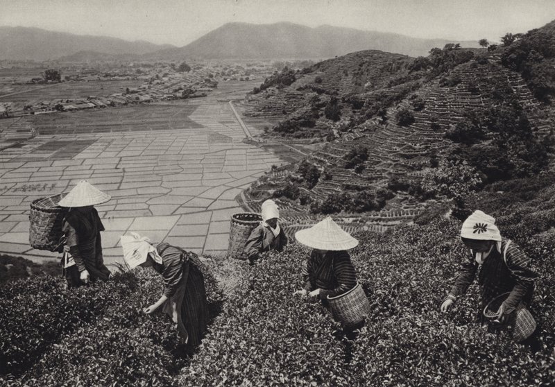 Japon dans les années 1920 : Récolte de thé - Herbert Ponting