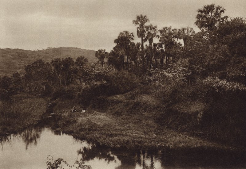 Mexique : Tamasopo, paysage de palmiers (photo n/b) - Hugo Brehme