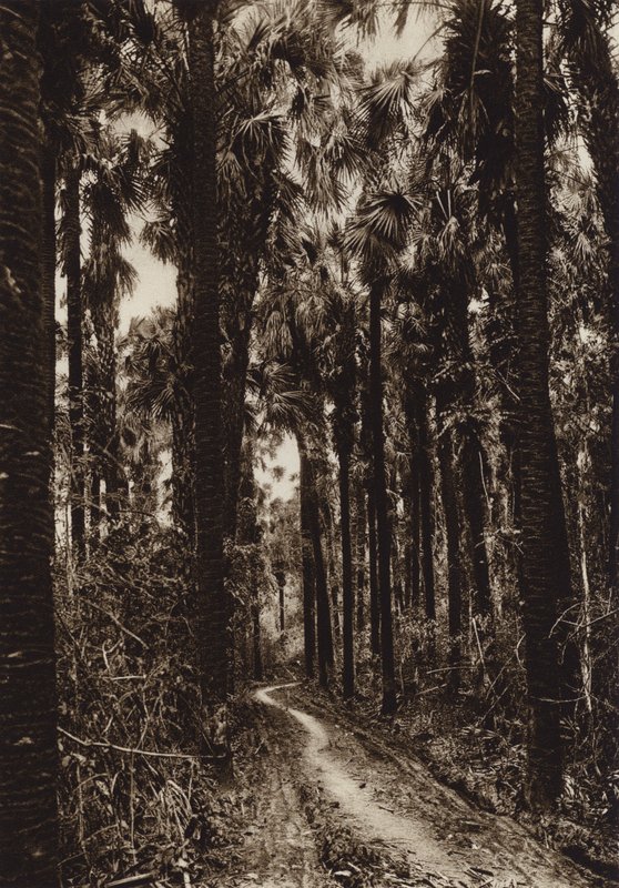 Mexique : Tamasopo, Palmar (photo n/b) - Hugo Brehme