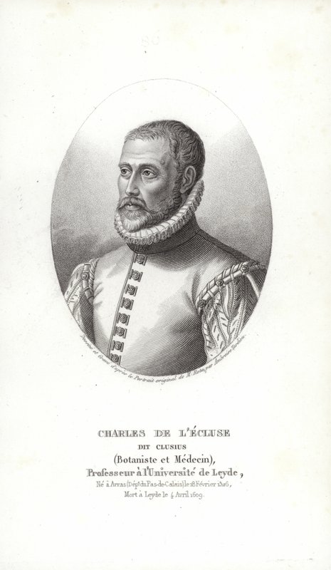 Carolus Clusius - Italian School