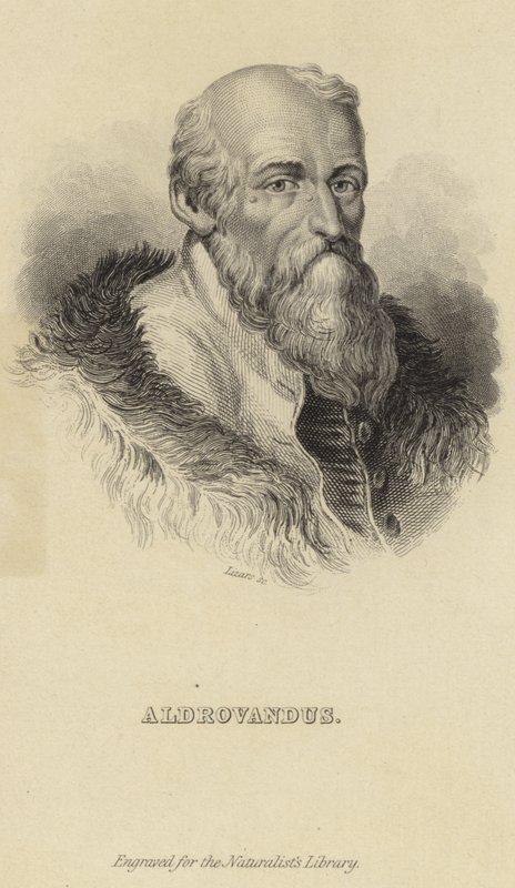 Ulisse Aldrovandi - Italian School