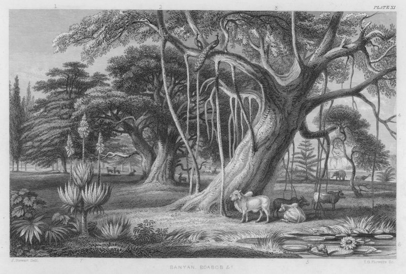 Banyan, Baobab etc. - J. (after) Stewart