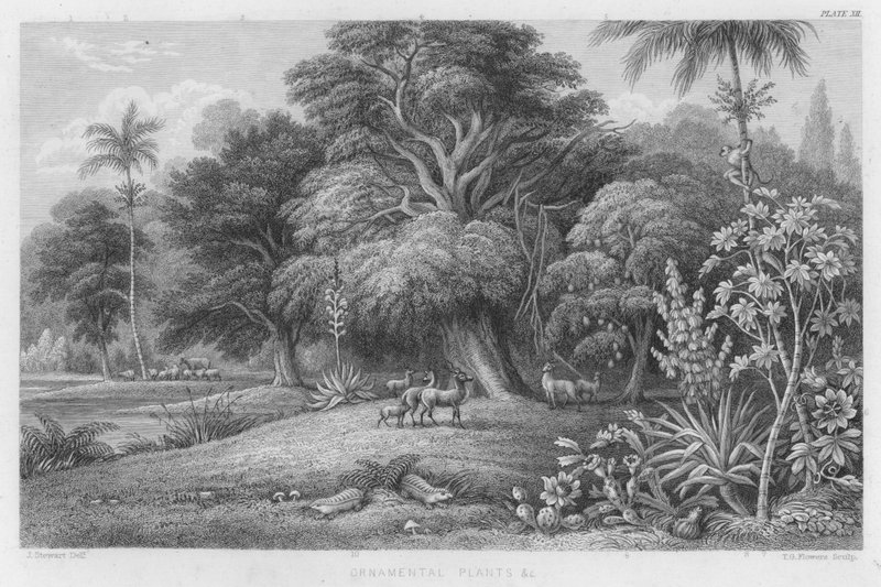 Plantes ornementales etc. (gravure en couleur) - J. (after) Stewart