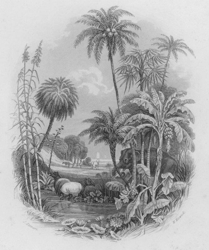 Le royaume végétal (gravure en couleur) - J. (after) Stewart