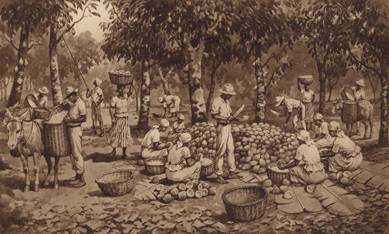 Casser des cabosses de cacao à Trinidad - J. Macfarlane