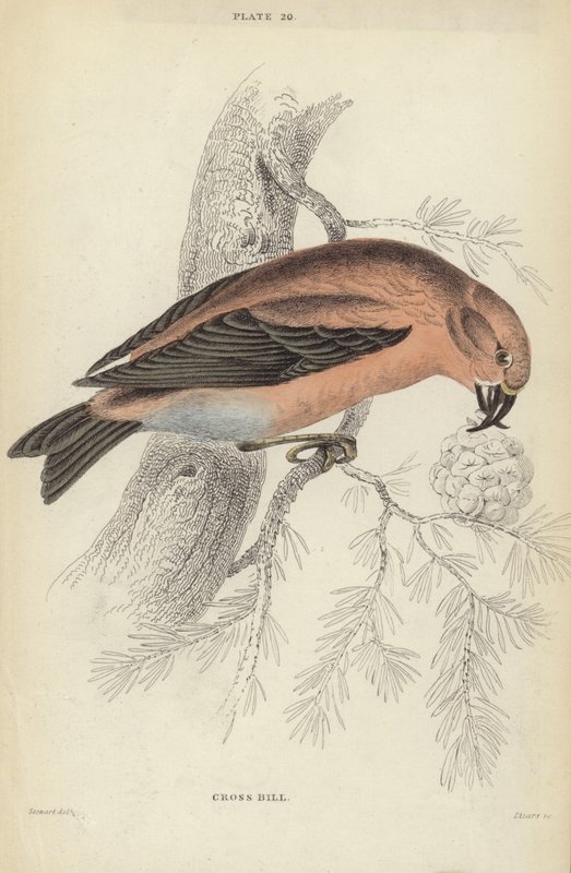 Bec-croisé - J. Stewart