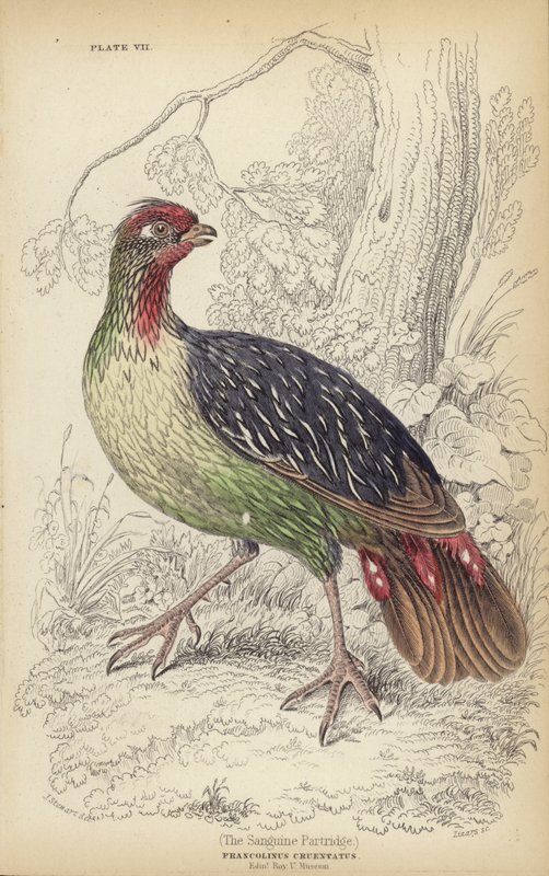 La Perdrix Sanguine - J. Stewart