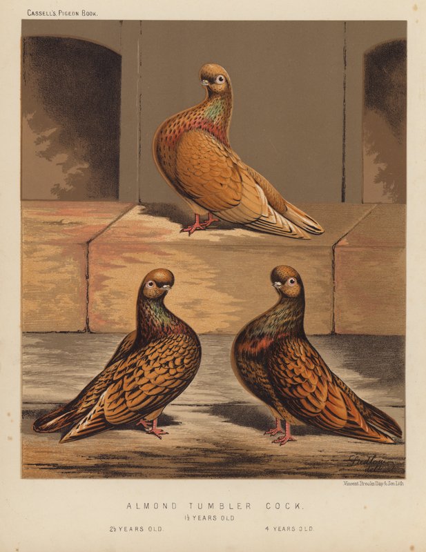 Pigeons : Coq Tumbler Amande - J. W. (after) Ludlow