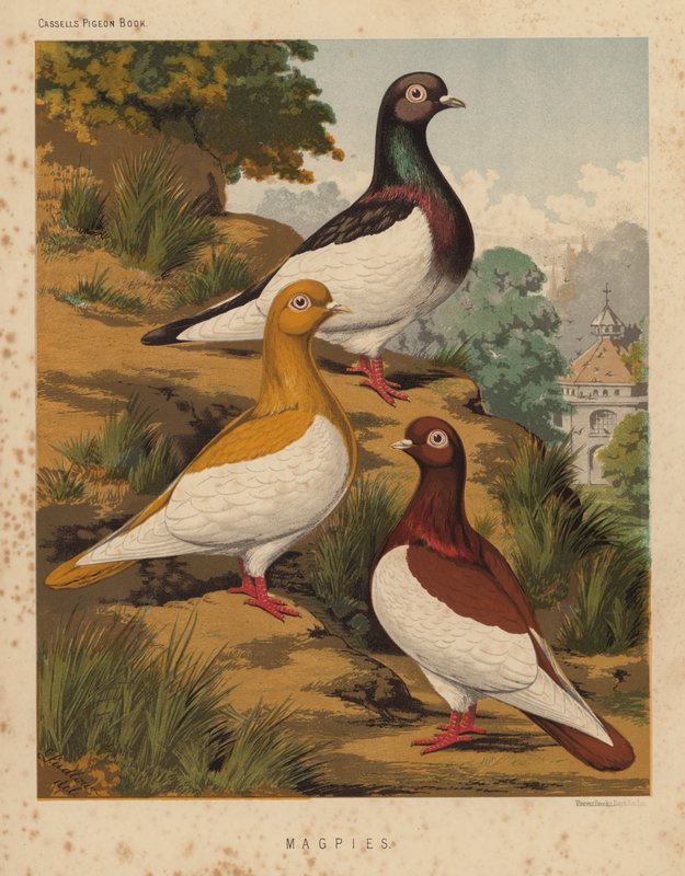 Pigeons : Magpies - J. W. (after) Ludlow