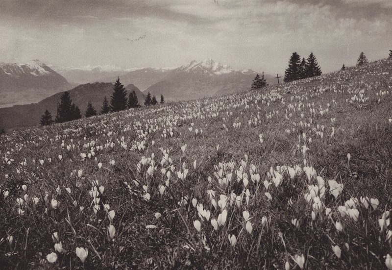 Rigi Kaltbad, Printemps - Jean Gaberell