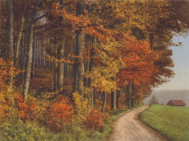 Suisse : Bois d