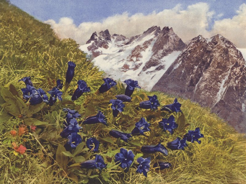 Suisse : Gentiane - Jean Gaberell