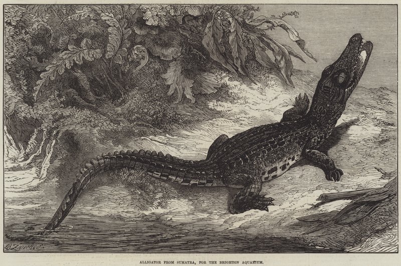 Alligator de Sumatra, pour l