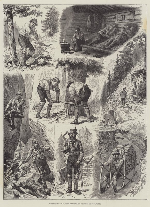 Coupe de bois dans les forêts d