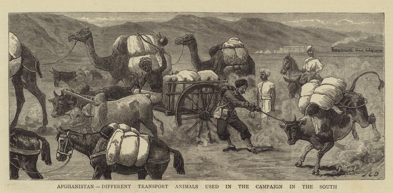 Afghanistan, différents animaux de transport utilisés dans la campagne au sud - John Charles Dollman