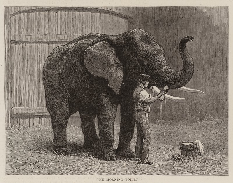 Errances au zoo - John Charles Dollman