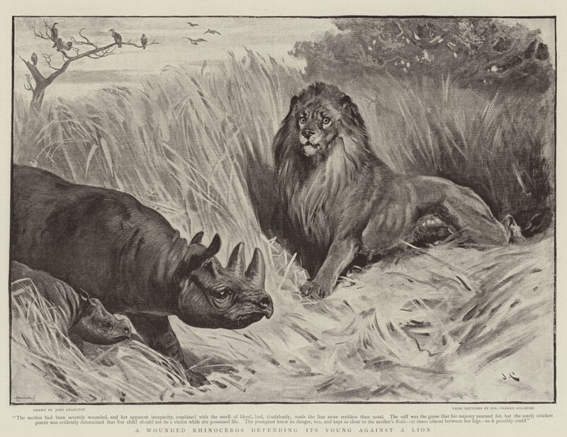 Un rhinocéros blessé défendant son petit contre un lion - John Charlton