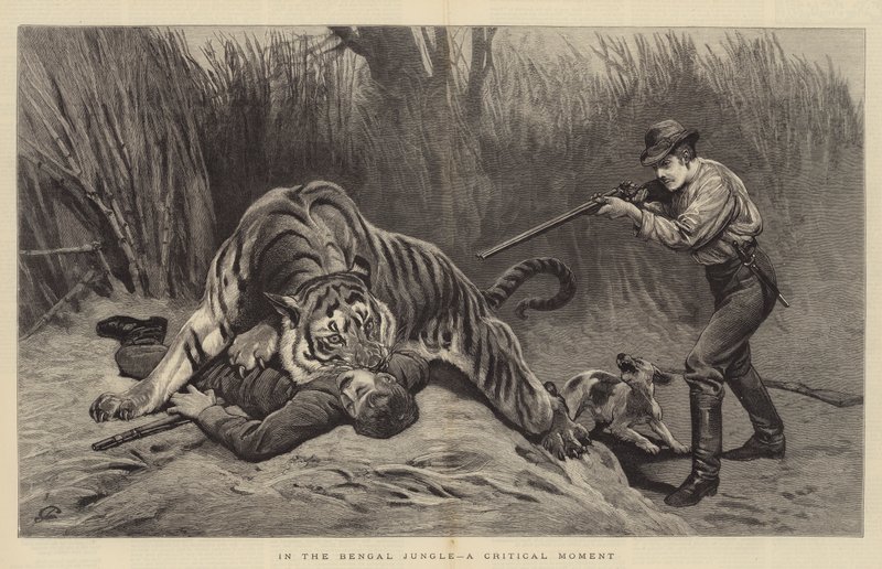 Dans la jungle du Bengale, un moment critique - John Charlton
