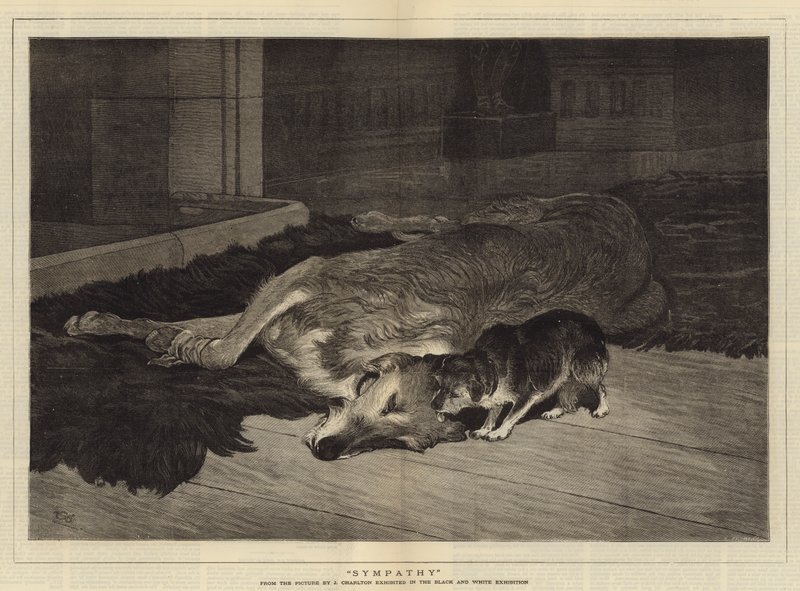 Sympathie - John Charlton