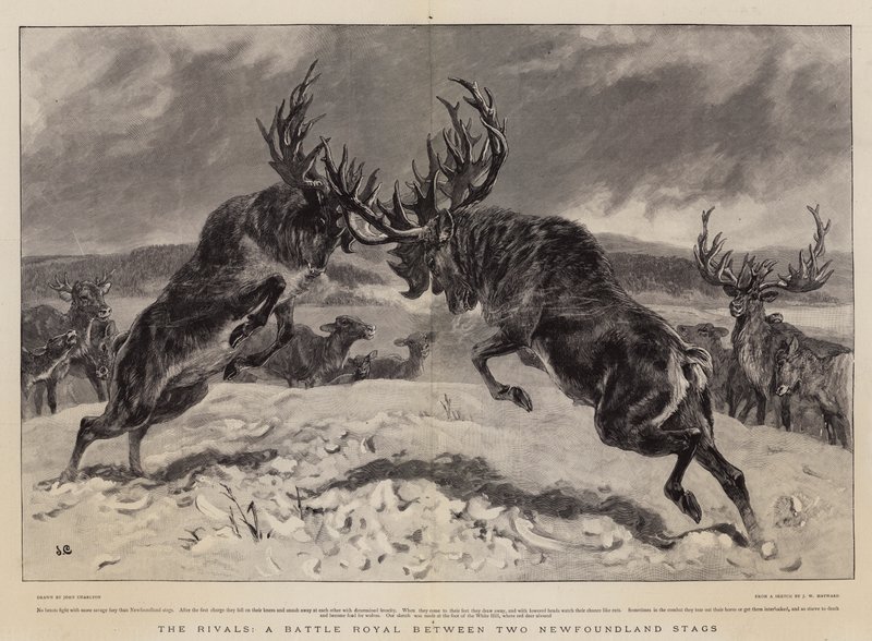 Les rivaux, une bataille royale entre deux cerfs de Terre-Neuve - John Charlton