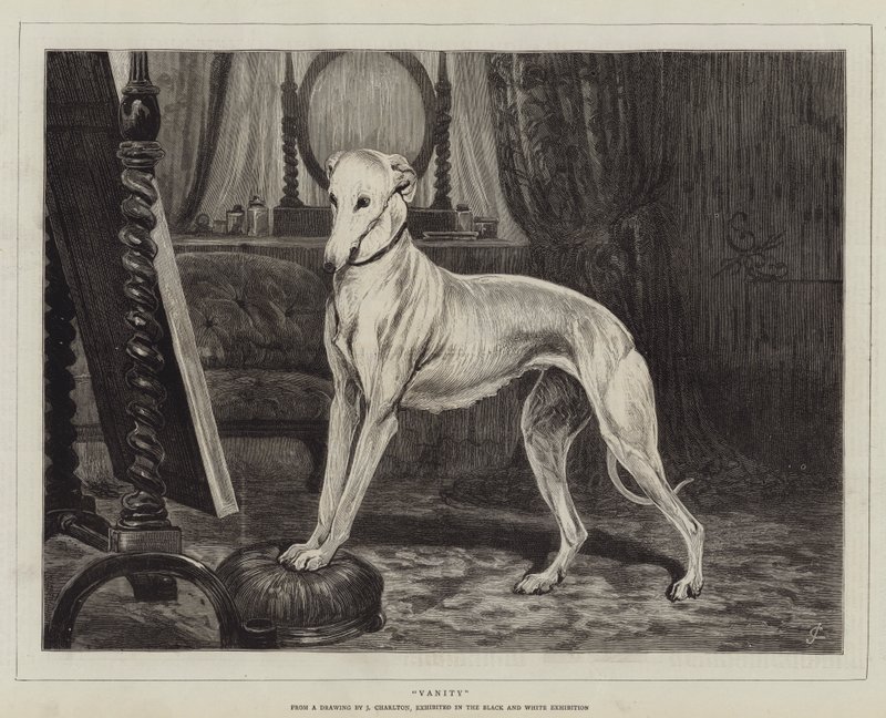 Vanité - John Charlton