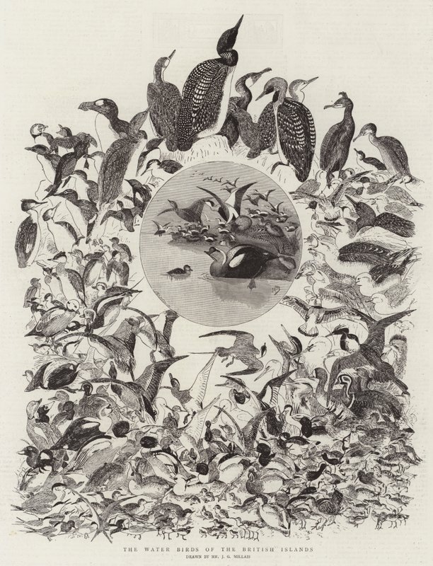 Les oiseaux aquatiques des îles britanniques - John Everett Millais