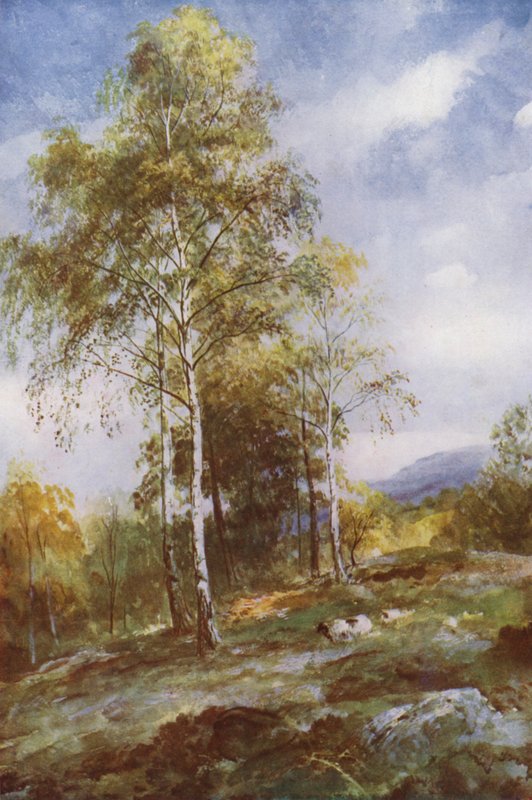 Bouleaux argentés - John (after) MacWhirter