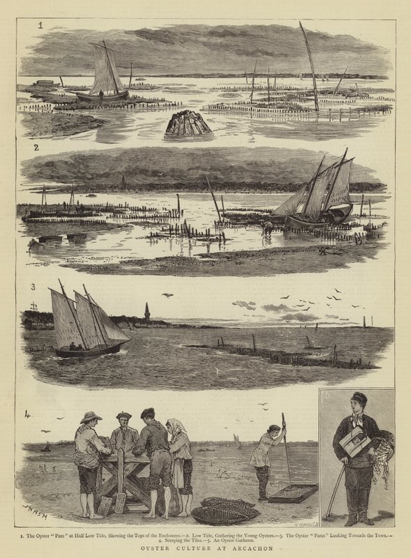 Culture des huîtres à Arcachon - Joseph Nash
