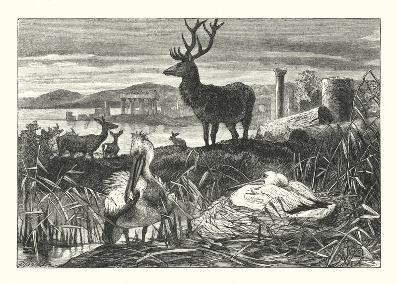 La Décadence de la pompe terrestre - Joseph (after) Wolf