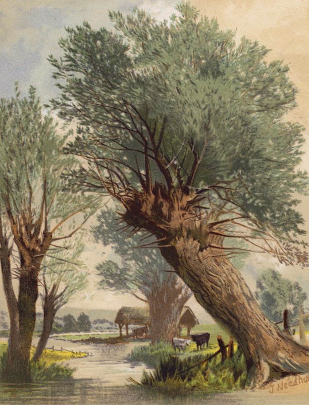 Saules émondés - Joseph Needham