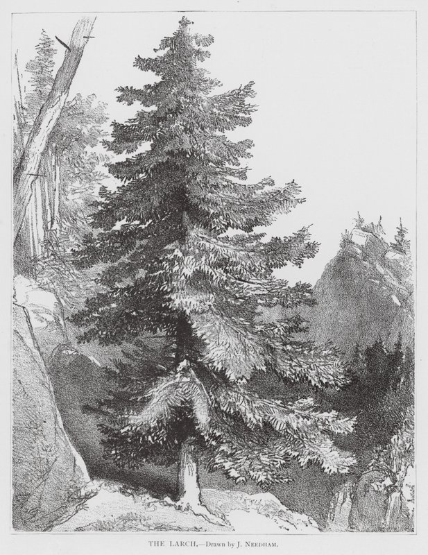 Le mélèze (litho) - Joseph Needham