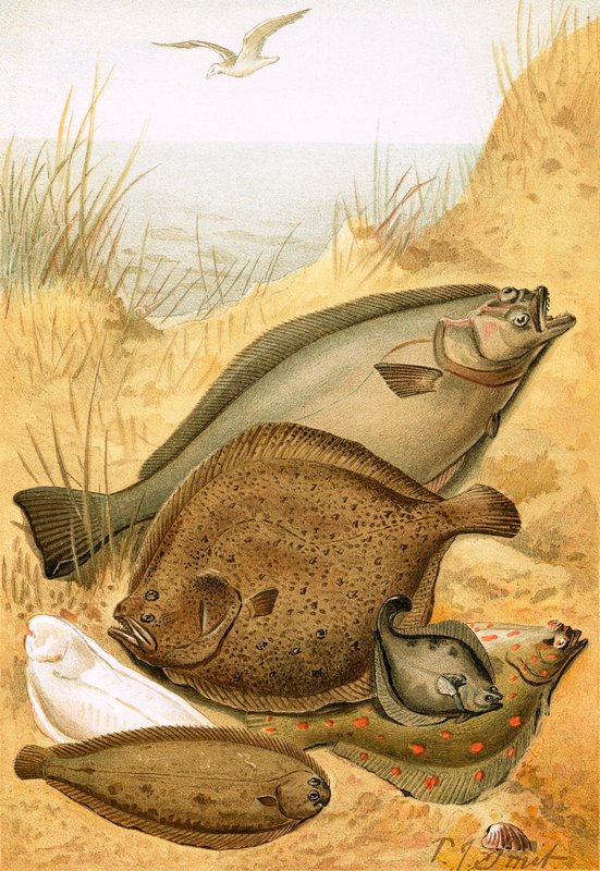 Poisson plat - Joseph Smit