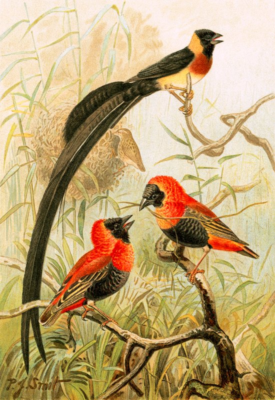 Oiseaux tisserands - Joseph Smit