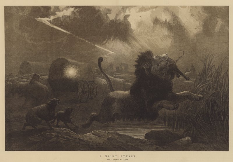 Une attaque nocturne - Joseph Wolf