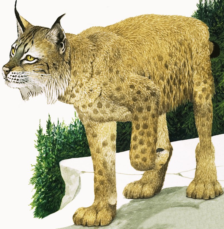 Le lynx - Kenneth Lilly