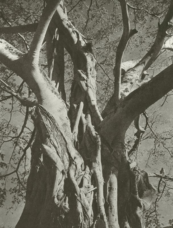 Arbre banyan - Lionel Wendt