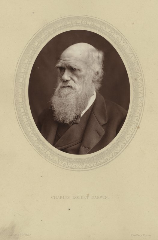 Portrait de Charles Darwin - Lock and Whitfield