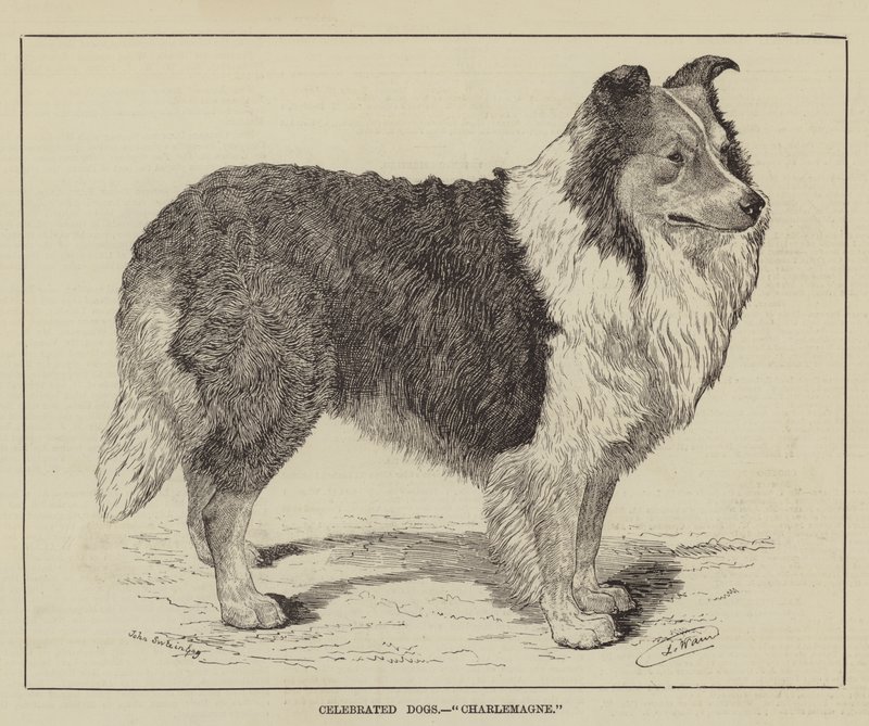 Chiens célèbres, Charlemagne - Louis Wain