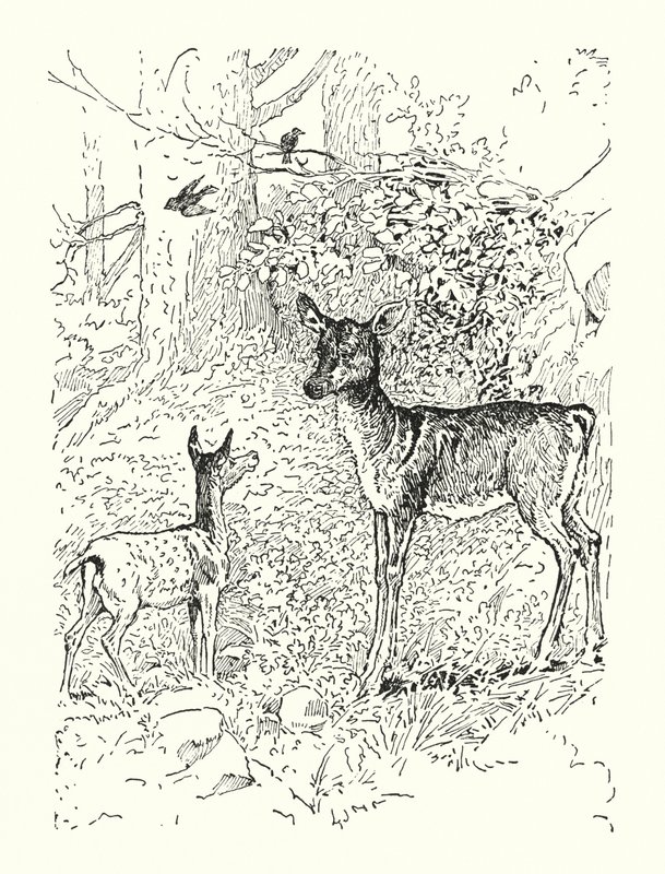 Le Faon et sa mère - Louis John Rhead