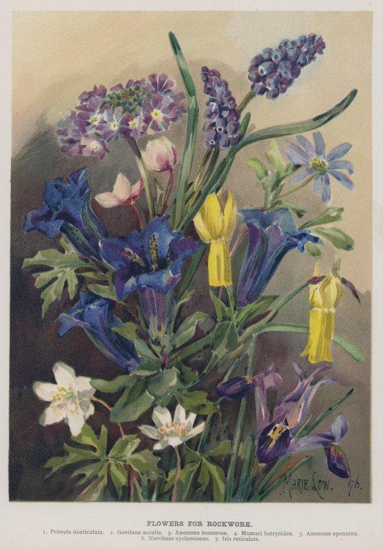 Fleurs pour rocaille - Marie Low