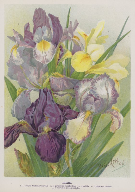 Iris - Marie Low