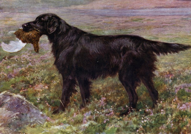 Le Retriever à poil plat Champion High Legh Blarney - Maud Earl