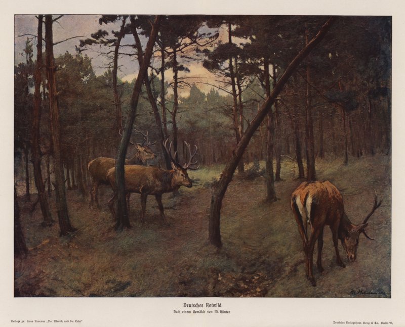Cerf rouge allemand - Max Hunten Hunten