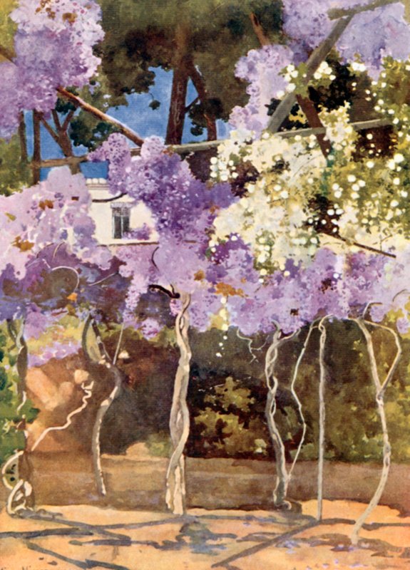 La tonnelle de glycine, Le Palais Royal, Athènes - Mima Nixon