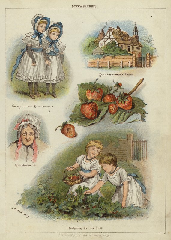 Fraises - Miss Eliza F. Manning