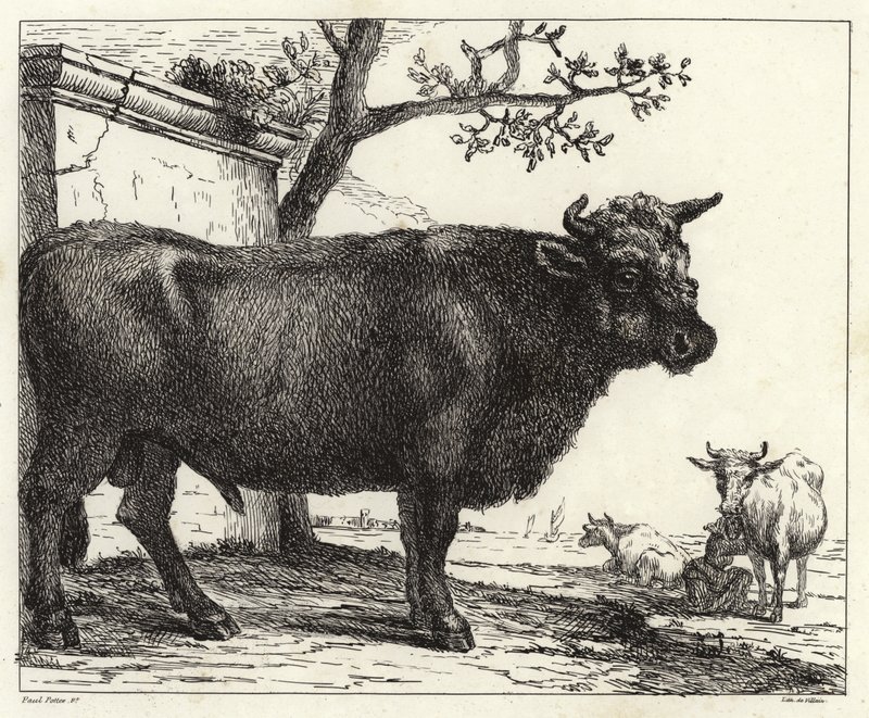 Le Taureau - Paulus Potter