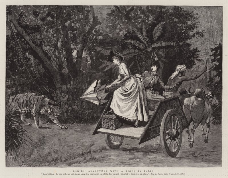 Aventure de dames avec un tigre en Inde - Percy Macquoid
