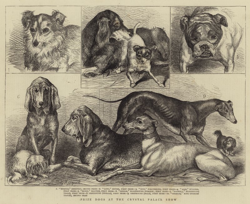 Chiens primés à l