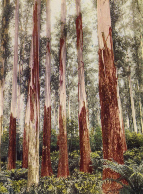 Une clairière forestière - Photographer Australian
