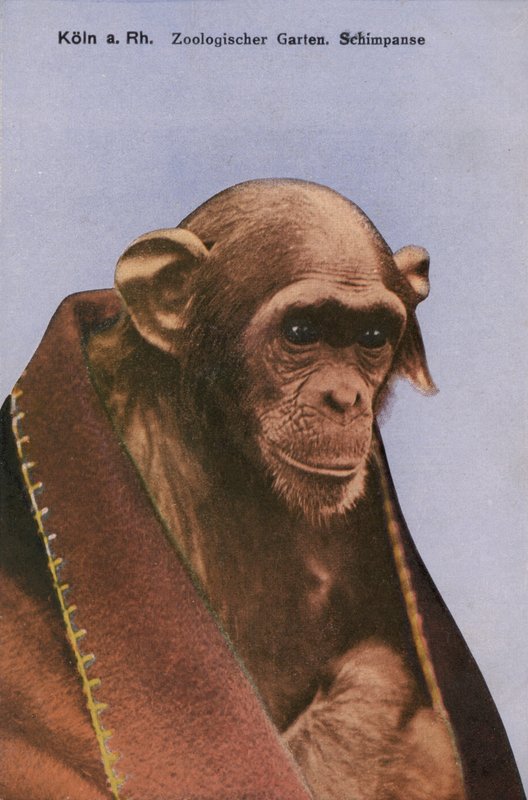 Zoo de Cologne, Chimpanzé (photo) - Photographer German